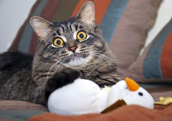 九游娱乐APP-上港后防线稳固，极速反击瞄准对手大门，上港对战fc视频