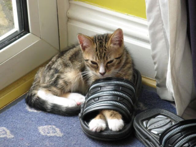 巴萨主场2-0战胜西班牙人，继续领跑西甲积分榜，巴萨西甲集锦