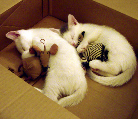 体育课堂互动教学方法对学生参与度的影响研究，体育教学中师生互动的基本方式