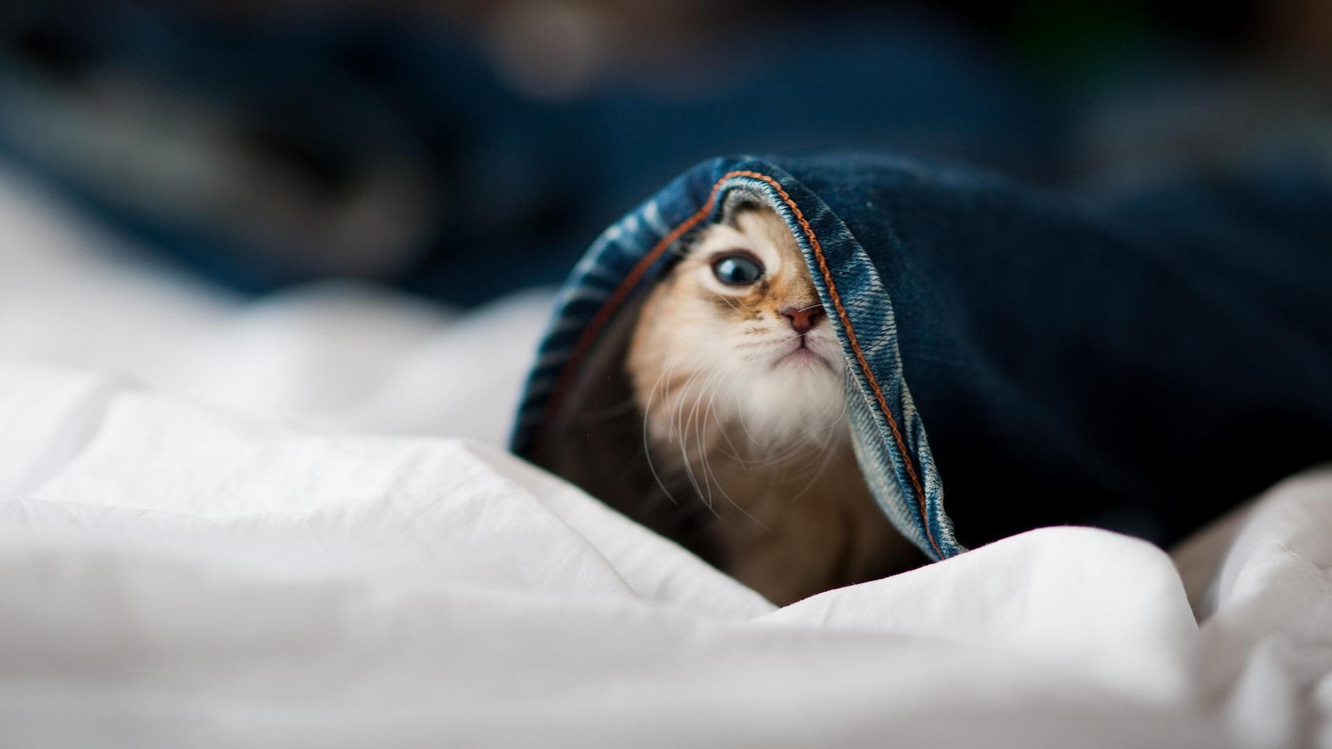 篮球运动员专项技能动作规范化训练体系，篮球运动员专项技能特征