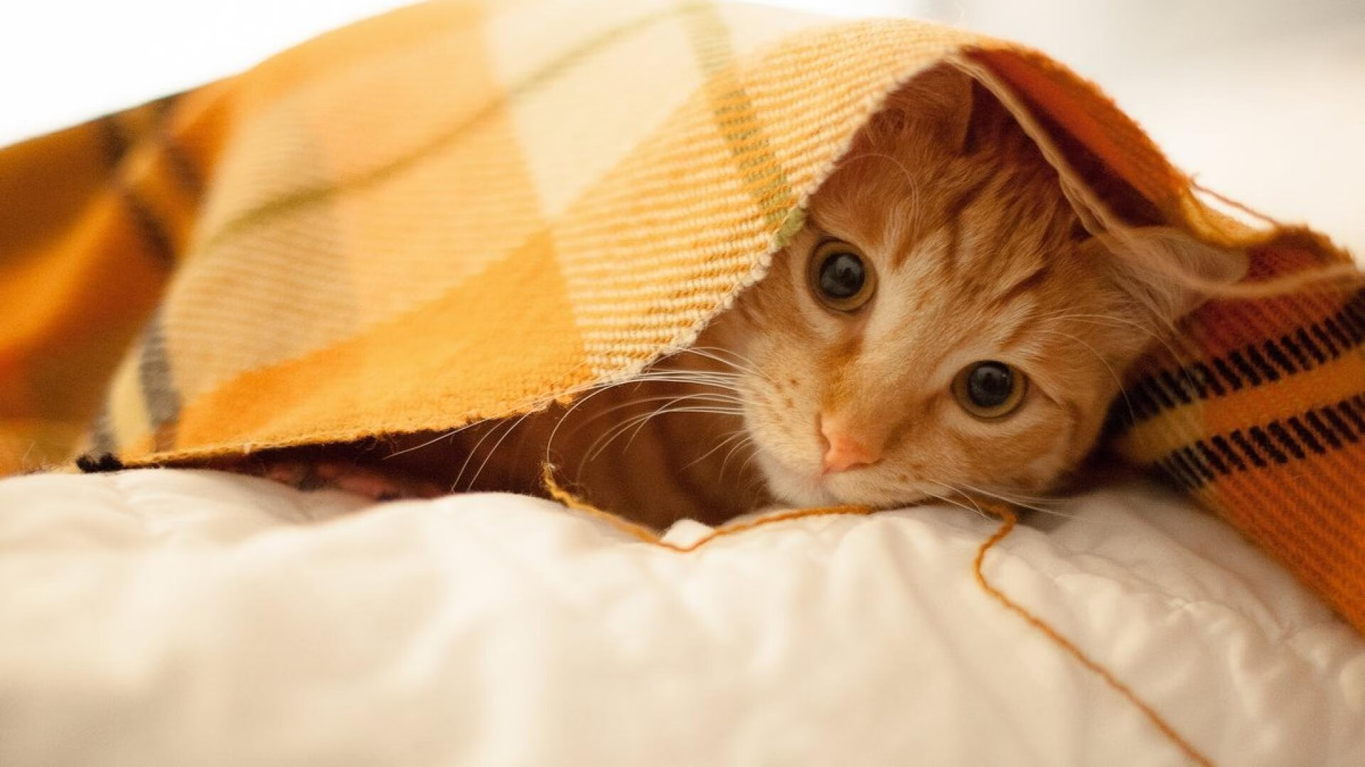 国际乒联混合团体世界杯：罗马尼亚队能否跨越顶级对手的障碍，罗马尼亚乒乓球运动员男